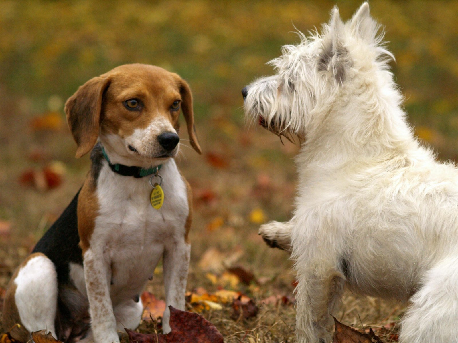 Curated visual reference: Gallery Detail: Preventing Hip Dysplasia Joint Problems In Large Breed Puppies