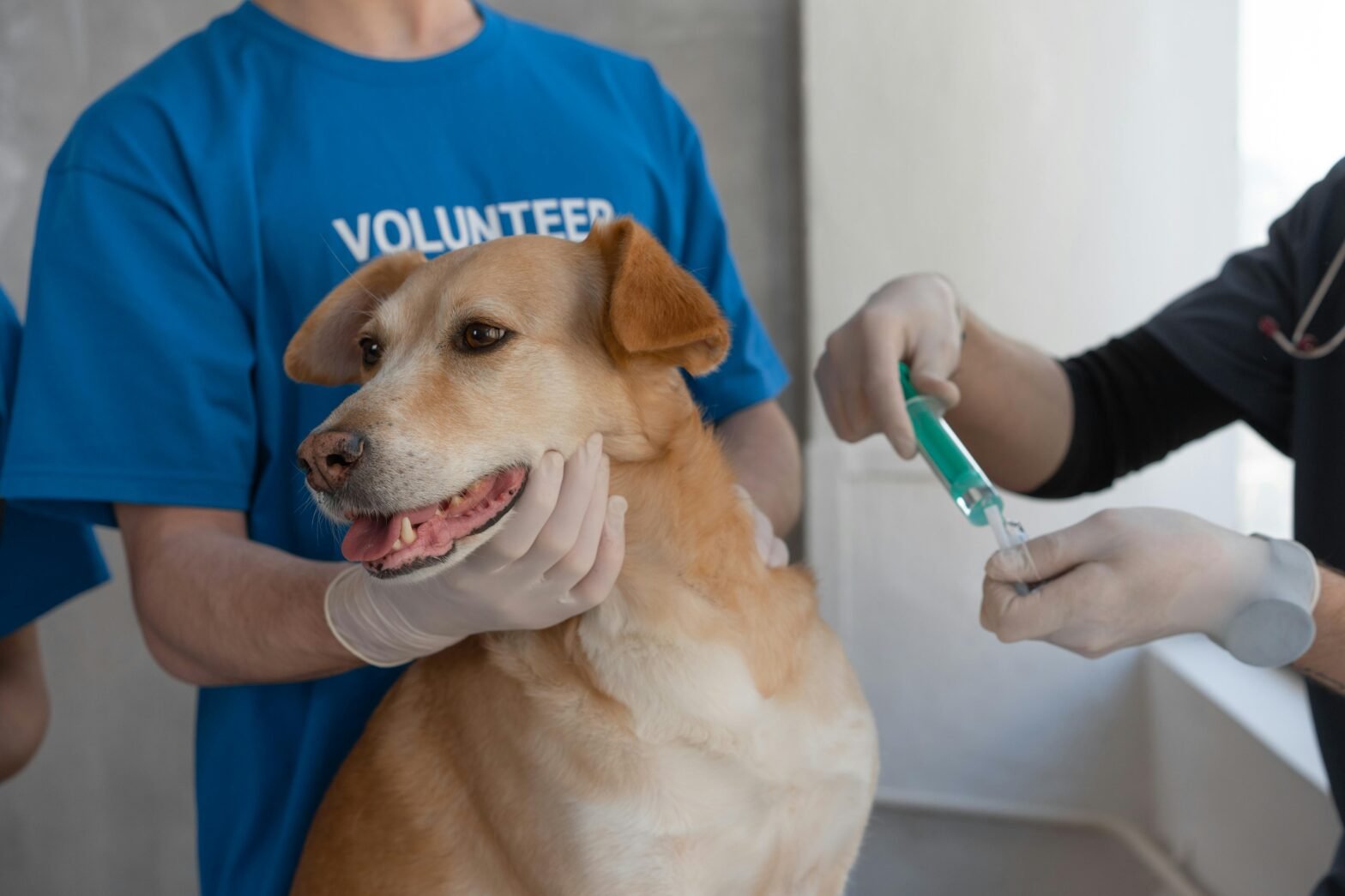 Understanding Adult Pet Vaccinations