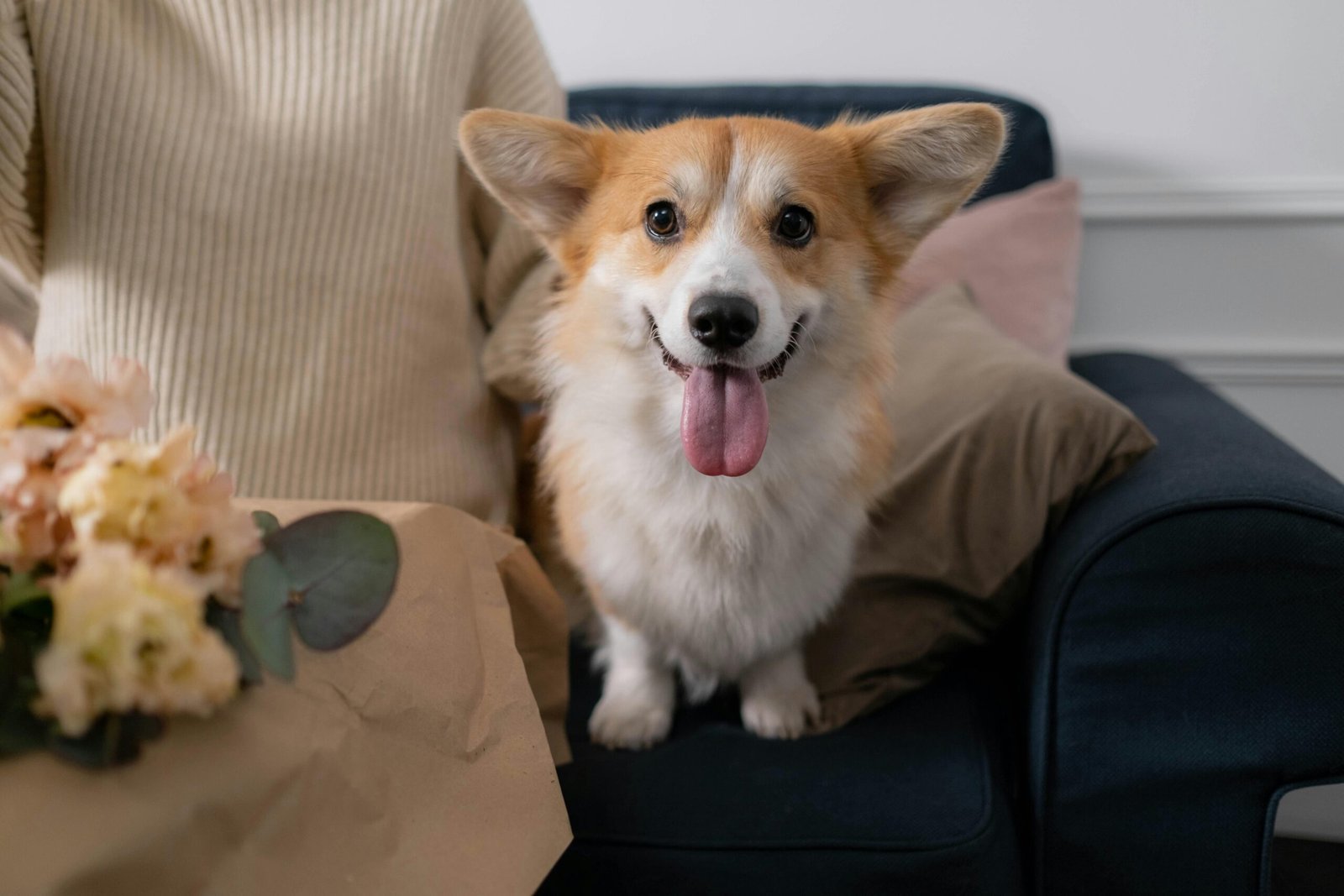Spring parasite prevention for pets in Victoria