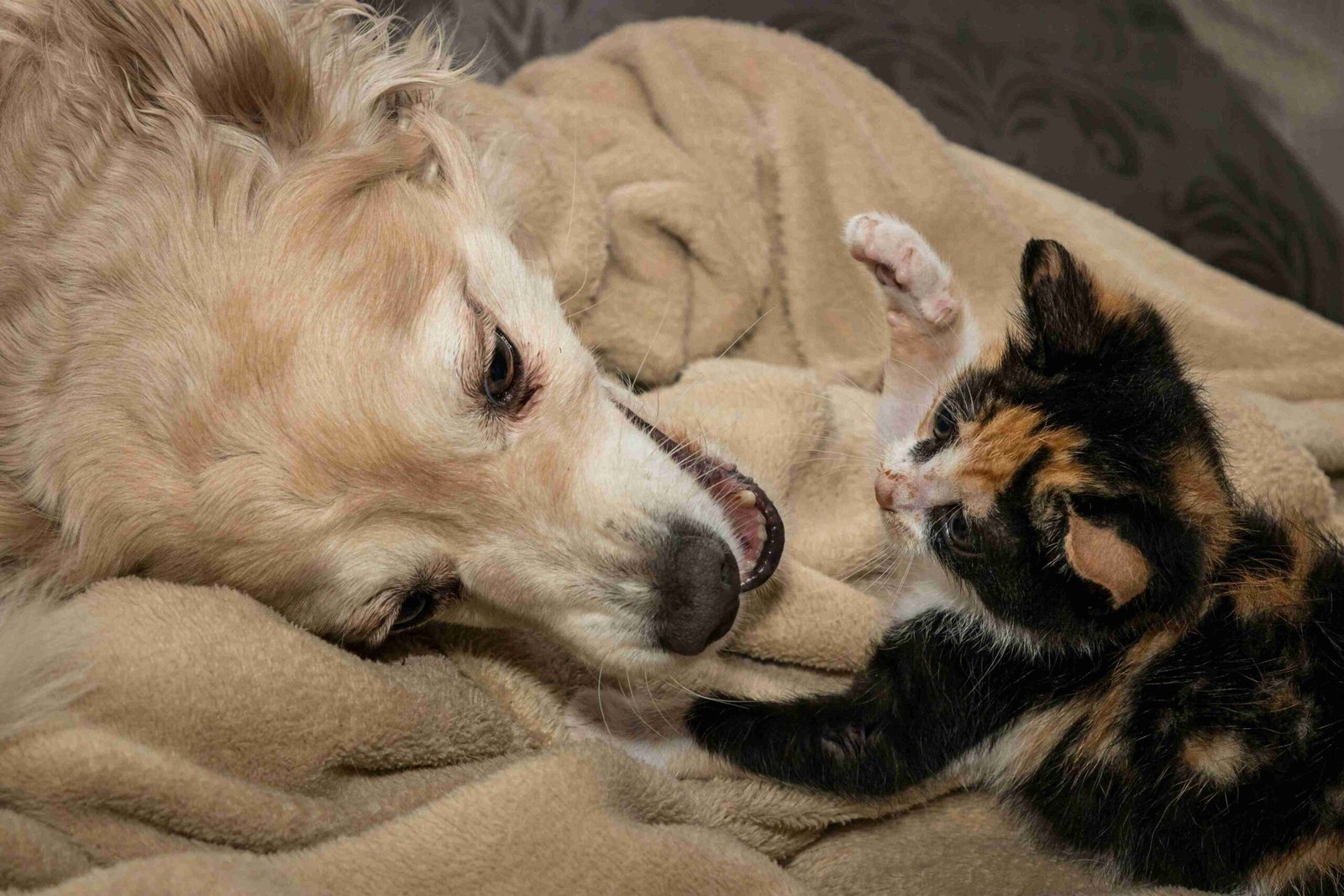 senior pet care Burnside
