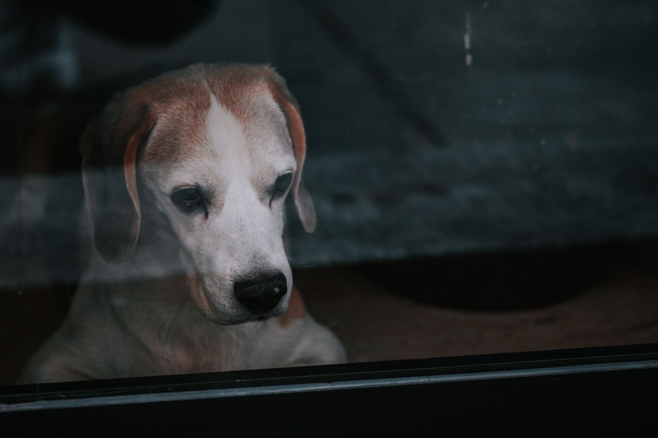 Anxious dog looking out a window while home alone