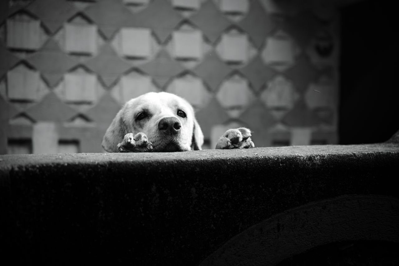 Dog waiting by a wall for its owner to return