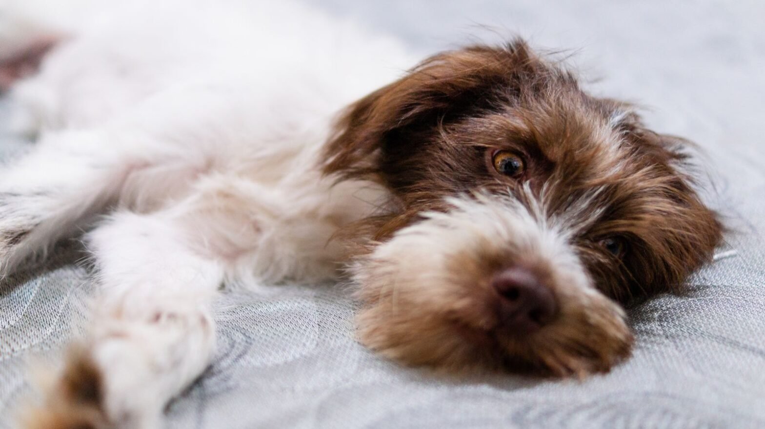 Tired dog lying down while recovering from an upset stomach in Victoria