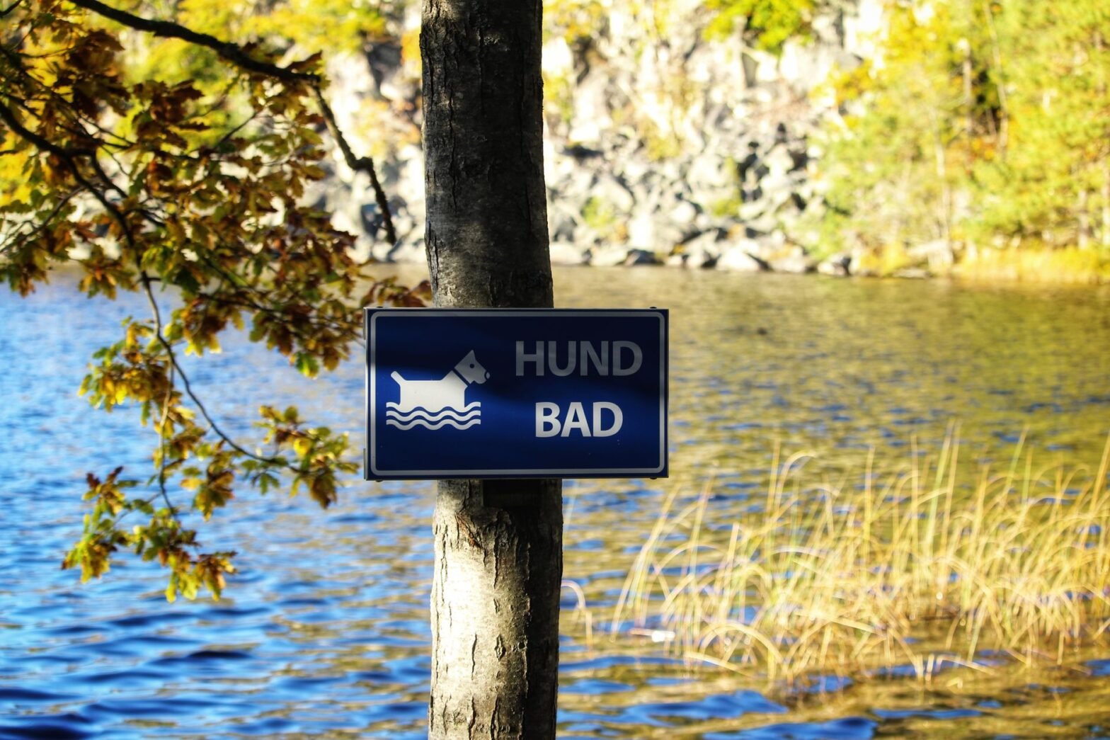 A sign indicating a dog swimming area by a beautiful autumn lake in Sweden, surrounded by colorful foliage.