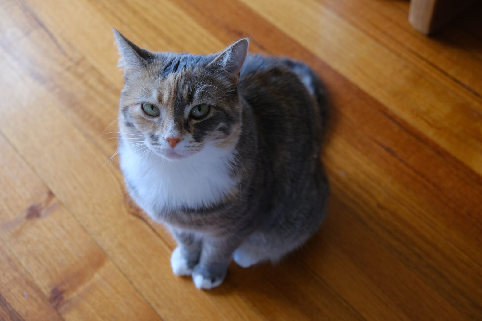 A cute calico cat sitting on a warm wooden floor, looking up with curiosity.
